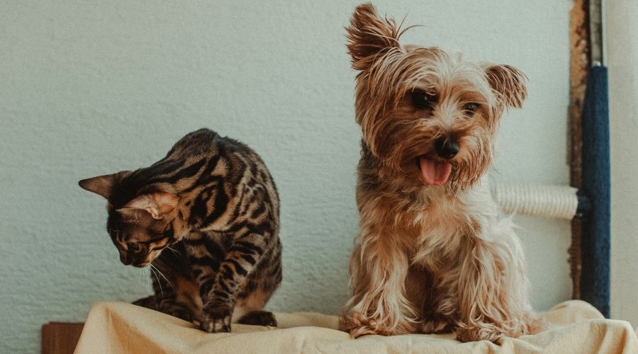 Assicurazione-animali-domestici 