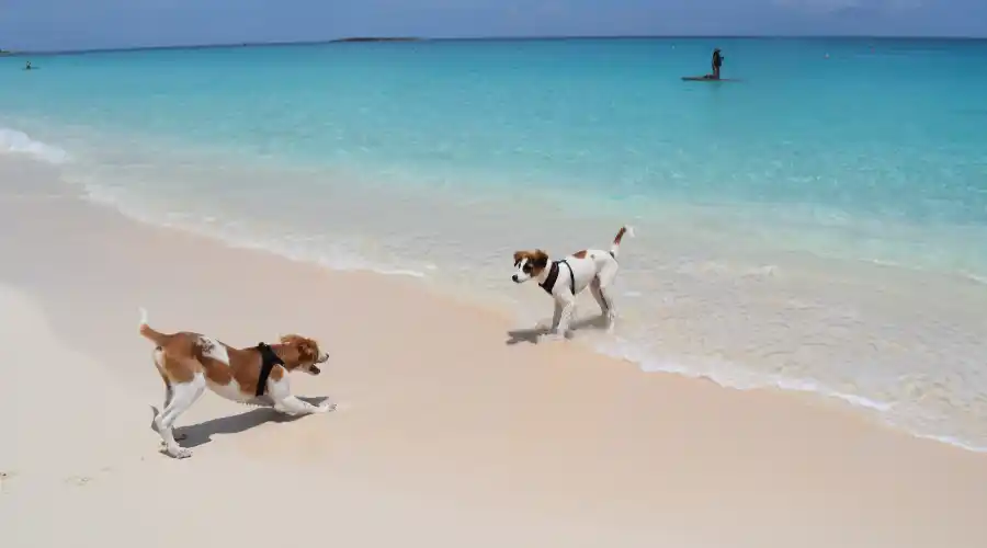 Animali-domestici-in-vacanza 